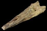 Fossil Xiphactinus (Cretaceous Fish) Tail Spine - Kansas #142489-3